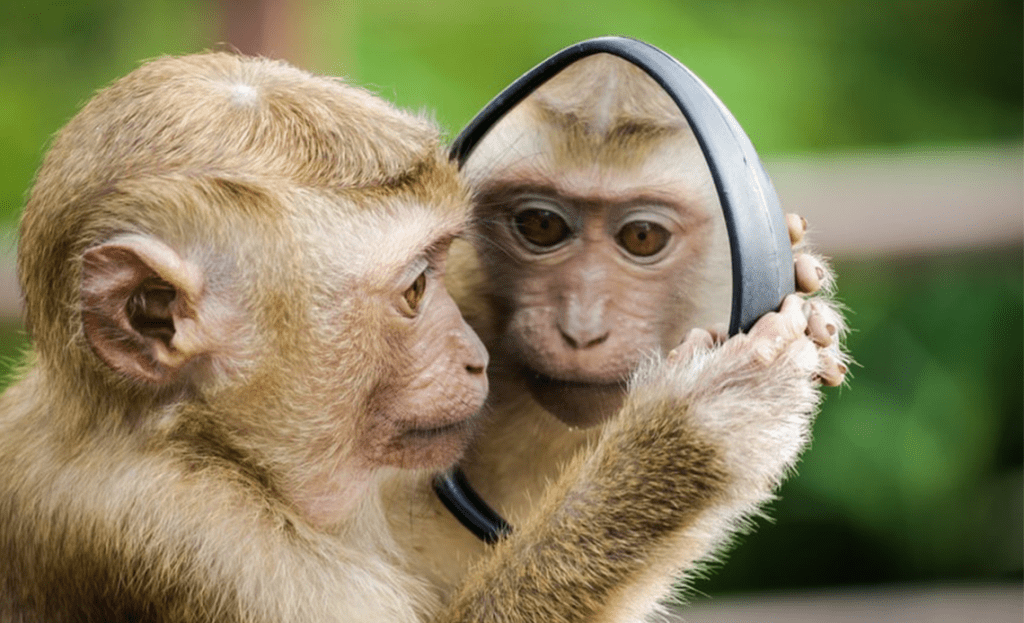 Lessons on authenticity