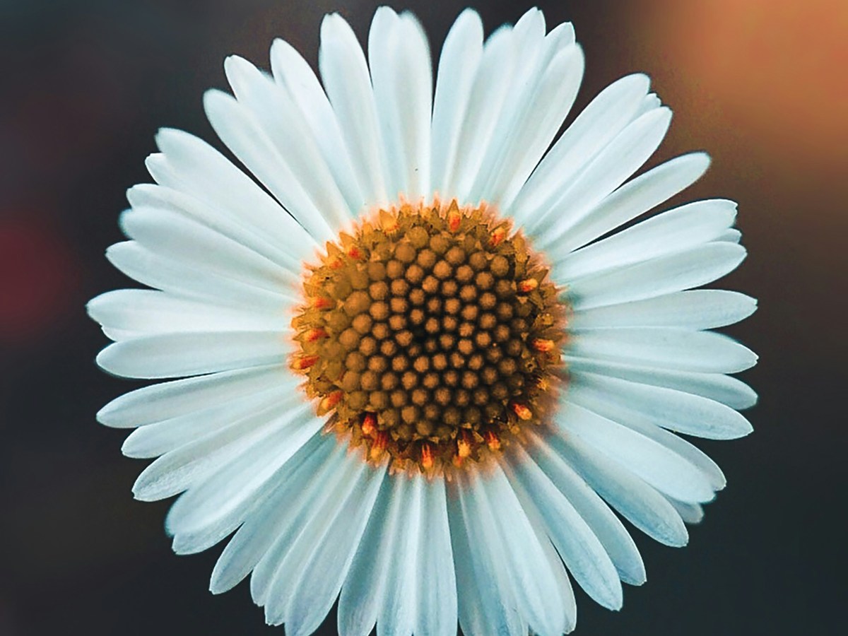 ELT in Brazil’s IATEFL Report – Day&nbsp;3